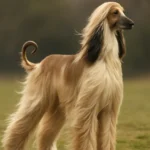 Dog Breeds A-Z List 3 Afghan Hound
