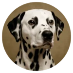 Dalmatian